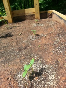 growing cucumbers in raised bed garden